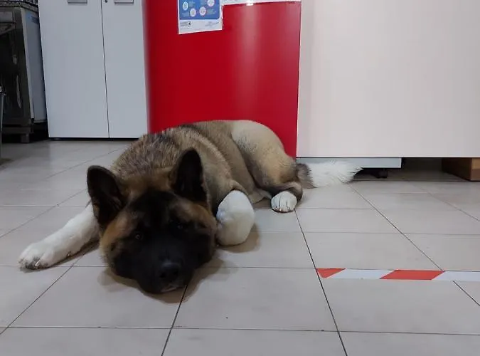 Отель Domus Pacis Santa Chiara Casa Per Ferie Лорето