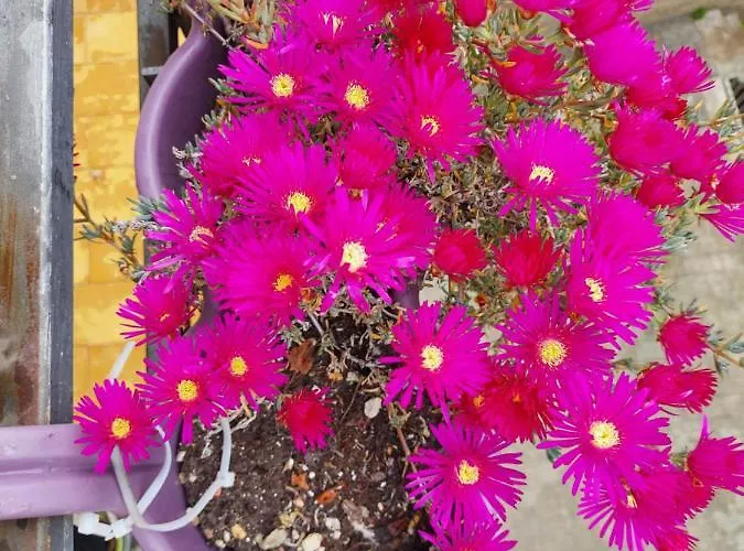 Domus Pacis Santa Chiara Casa Per Ferie 3* Лорето