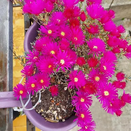 Domus Pacis Santa Chiara Casa Per Ferie 3* 洛雷托